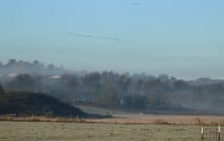 Birds flying over field shrouded in fog with horses grazing below.