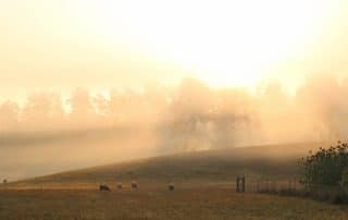 A golden sunrise over a pasture with grazing sheep.