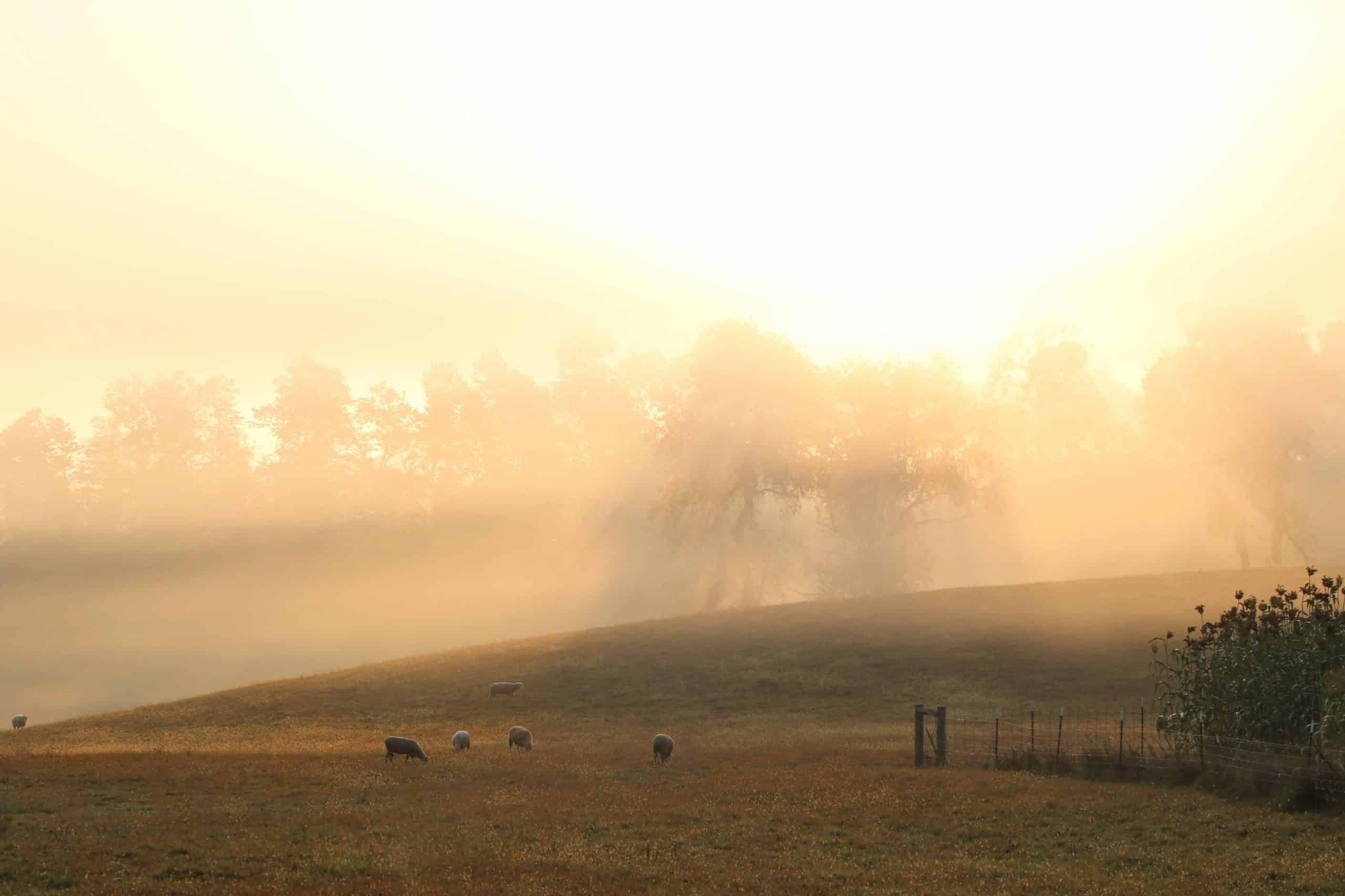 A golden sunrise over a pasture with grazing sheep.